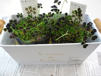 小さな幸せはこぶ、四つばのクローバー