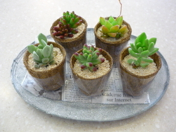 植物で癒しを…
